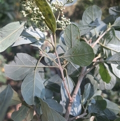 Pomaderris cinerea at Bermagui, NSW - 28 Sep 2024