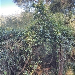 Leichhardtia rostrata at Bermagui, NSW - 28 Sep 2024