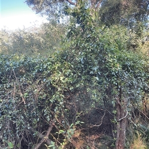 Leichhardtia rostrata at Bermagui, NSW - 28 Sep 2024