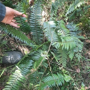 Pellaea falcata at Bermagui, NSW - suppressed