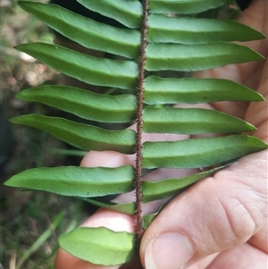 Pellaea falcata at Bermagui, NSW - suppressed