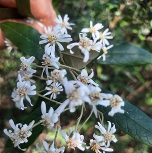 Olearia lirata at Bermagui, NSW - 28 Sep 2024 01:50 PM