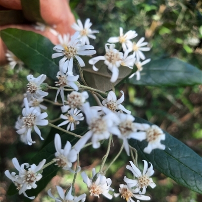 Olearia lirata (Snowy Daisybush) at Bermagui, NSW - 28 Sep 2024 by TheCrossingLand