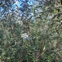 Olearia lirata at Bermagui, NSW - 28 Sep 2024 01:50 PM