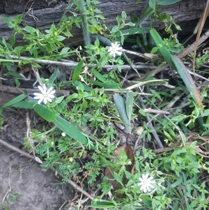 Stellaria flaccida at Bermagui, NSW - 28 Sep 2024 01:41 PM