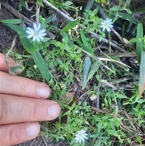 Stellaria flaccida at Bermagui, NSW - 28 Sep 2024