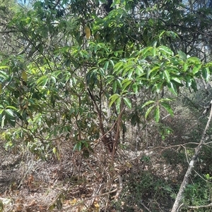 Pittosporum undulatum at Bermagui, NSW - 28 Sep 2024