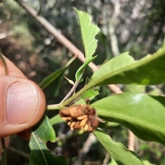 Pittosporum undulatum at Bermagui, NSW - 28 Sep 2024