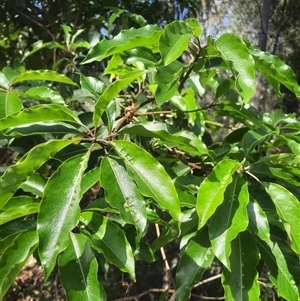 Pittosporum undulatum at Bermagui, NSW - 28 Sep 2024