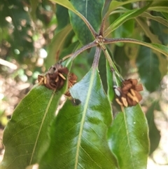 Pittosporum undulatum at Bermagui, NSW - 28 Sep 2024