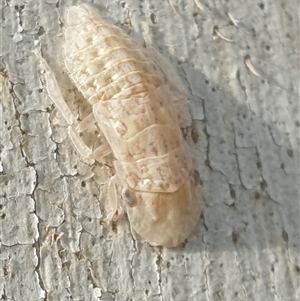 Ledromorpha planirostris at Ainslie, ACT - 28 Sep 2024 07:46 AM