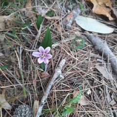 Schelhammera undulata (Lilac Lily) at Bermagui, NSW - 28 Sep 2024 by TheCrossingLand