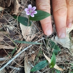 Schelhammera undulata at Bermagui, NSW - 28 Sep 2024 01:30 PM