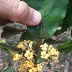 Pittosporum revolutum (Large-fruited Pittosporum) at Bermagui, NSW - 28 Sep 2024 by TheCrossingLand