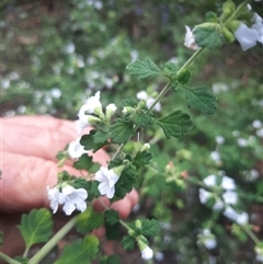 Prostanthera incisa (Cut-leaf Mint-bush) at Bermagui, NSW - 28 Sep 2024 by TheCrossingLand