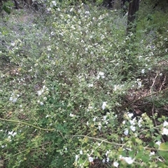 Prostanthera incisa at Bermagui, NSW - 28 Sep 2024