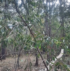 Acacia falciformis (Broad-leaved Hickory) at Bermagui, NSW - 28 Sep 2024 by TheCrossingLand