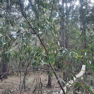 Acacia falciformis at Bermagui, NSW - 28 Sep 2024 01:17 PM