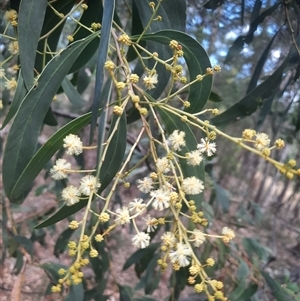 Acacia falciformis at Bermagui, NSW - 28 Sep 2024 01:17 PM