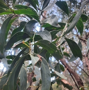 Acacia falciformis at Bermagui, NSW - 28 Sep 2024 01:17 PM