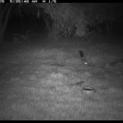 Phascogale tapoatafa (Brush-tailed Phascogale) at Shannondale, NSW - 4 Jul 2024 by PEdwards