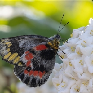 Delias harpalyce at Symonston, ACT - 28 Sep 2024 02:46 PM