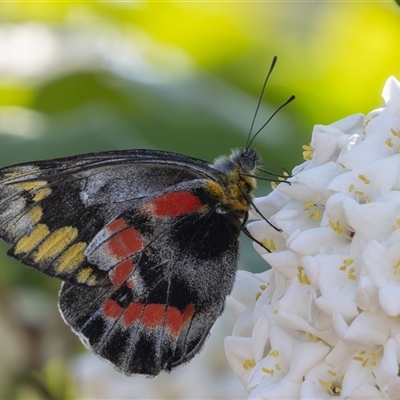 Delias harpalyce (Imperial Jezebel) at Symonston, ACT - 28 Sep 2024 by rawshorty