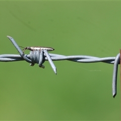 Rhinotia sp. (genus) at Wodonga, VIC - 28 Sep 2024 01:36 PM