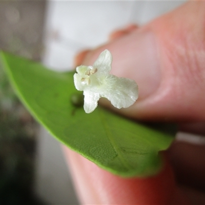 Vitex helogiton at Mossman, QLD - 18 Dec 2023 by Jase