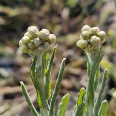 Pseudognaphalium luteoalbum (Jersey Cudweed) at Goulburn, NSW - 28 Sep 2024 by trevorpreston