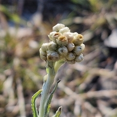 Pseudognaphalium luteoalbum at Goulburn, NSW - 28 Sep 2024