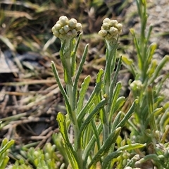 Pseudognaphalium luteoalbum at Goulburn, NSW - 28 Sep 2024