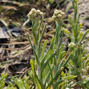 Pseudognaphalium luteoalbum at Goulburn, NSW - 28 Sep 2024