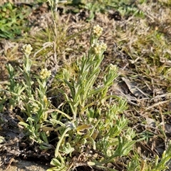 Pseudognaphalium luteoalbum at Goulburn, NSW - 28 Sep 2024