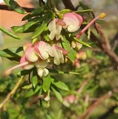 Grevillea iaspicula (Wee Jasper Grevillea) at Ainslie, ACT - 28 Sep 2024 by Jeanette