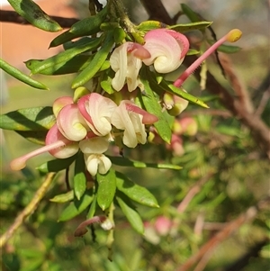 Grevillea iaspicula at Ainslie, ACT - 28 Sep 2024