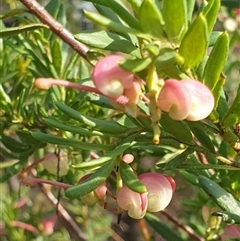 Grevillea iaspicula at Ainslie, ACT - suppressed