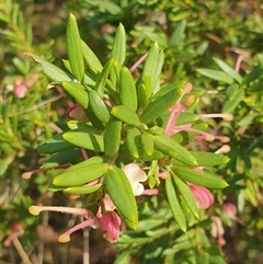 Grevillea iaspicula at Ainslie, ACT - 28 Sep 2024