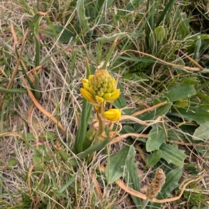 Bulbine bulbosa at Lawson, ACT - 28 Sep 2024 11:29 AM