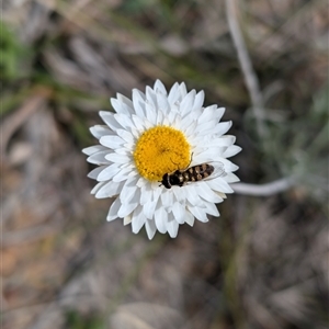 Simosyrphus grandicornis at Lawson, ACT - 28 Sep 2024