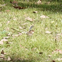 Malurus cyaneus (Superb Fairywren) at Bumbaldry, NSW - 27 Sep 2024 by RobG1