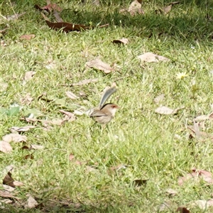 Malurus cyaneus (Superb Fairywren) at Bumbaldry, NSW by RobG1