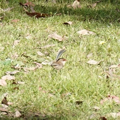 Malurus cyaneus (Superb Fairywren) at Bumbaldry, NSW - 27 Sep 2024 by RobG1