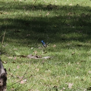 Malurus cyaneus at Bumbaldry, NSW - 27 Sep 2024 10:10 AM