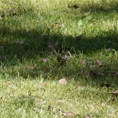 Malurus cyaneus at Bumbaldry, NSW - 27 Sep 2024 10:10 AM