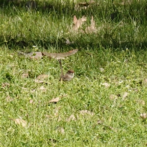 Malurus cyaneus at Bumbaldry, NSW - 27 Sep 2024 10:10 AM