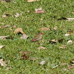 Neochmia temporalis (Red-browed Finch) at Bumbaldry, NSW by RobG1