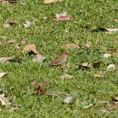 Neochmia temporalis (Red-browed Finch) at Bumbaldry, NSW - 27 Sep 2024 by RobG1