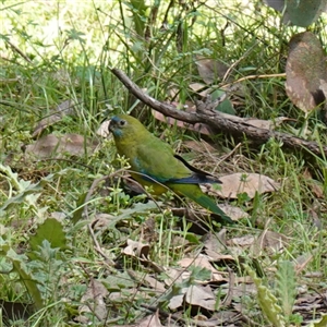 Neophema pulchella at Bumbaldry, NSW - 27 Sep 2024