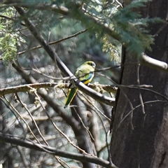 Neophema pulchella at Bumbaldry, NSW - 27 Sep 2024